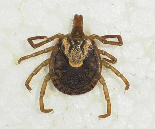 Amblyomma cajennense